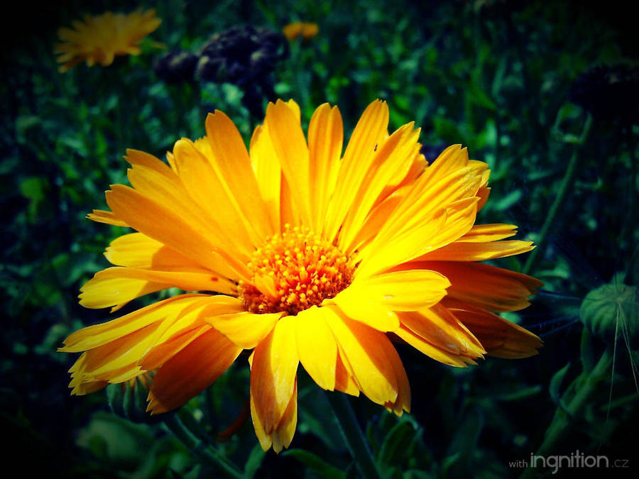Summer Flower 2012 - 8 by Ingnition