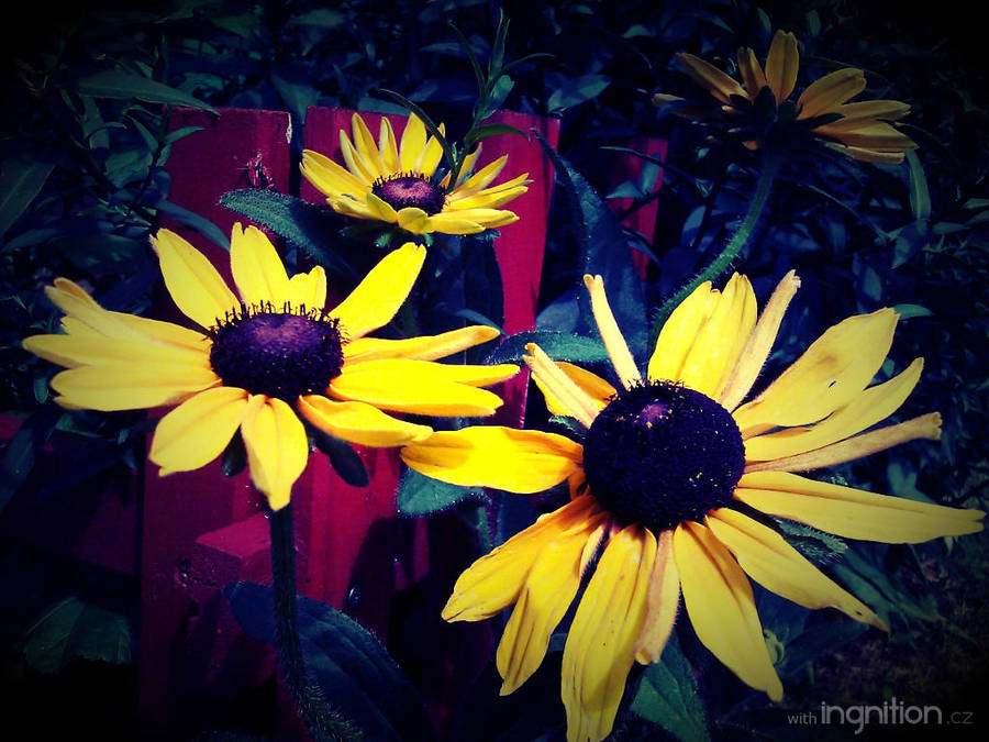 Summer Flower 2012 - 11 by Ingnition