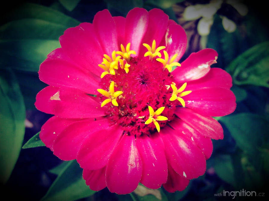 Summer Flower 2012 - 13 by Ingnition