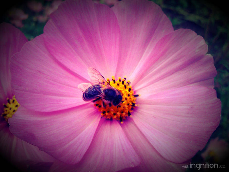 Summer Flower + Bee 2012 - 14 by Ingnition