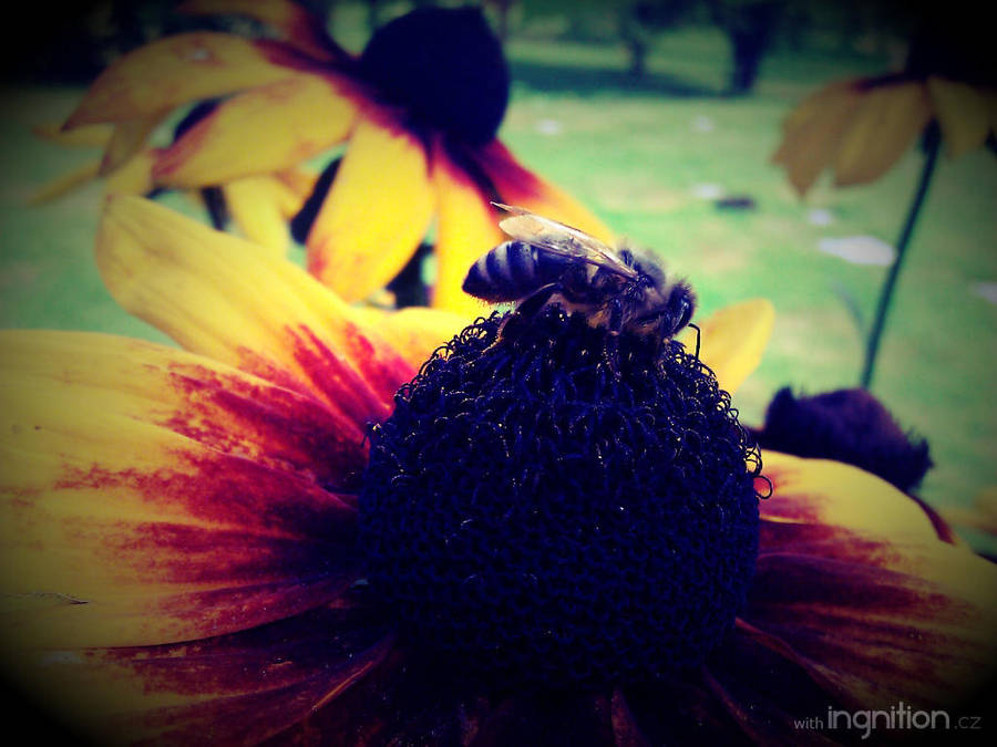 Summer Flower + Bee 2012 - 16 by Ingnition