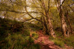 Roughting Linn Woodland by newcastlemale