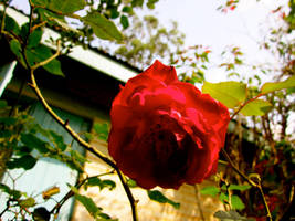 Hanging Sweetly by NeMeQuittePasMonCher