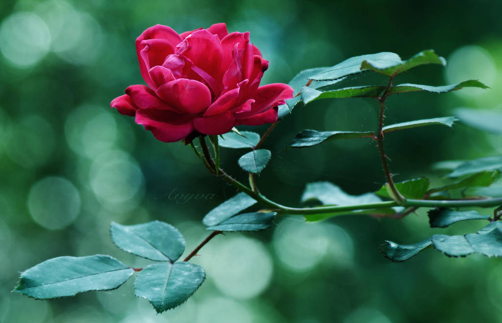 Red Rose by avyva Red Rose by avyva