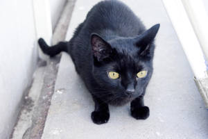 Black cat Luczek by Nealis