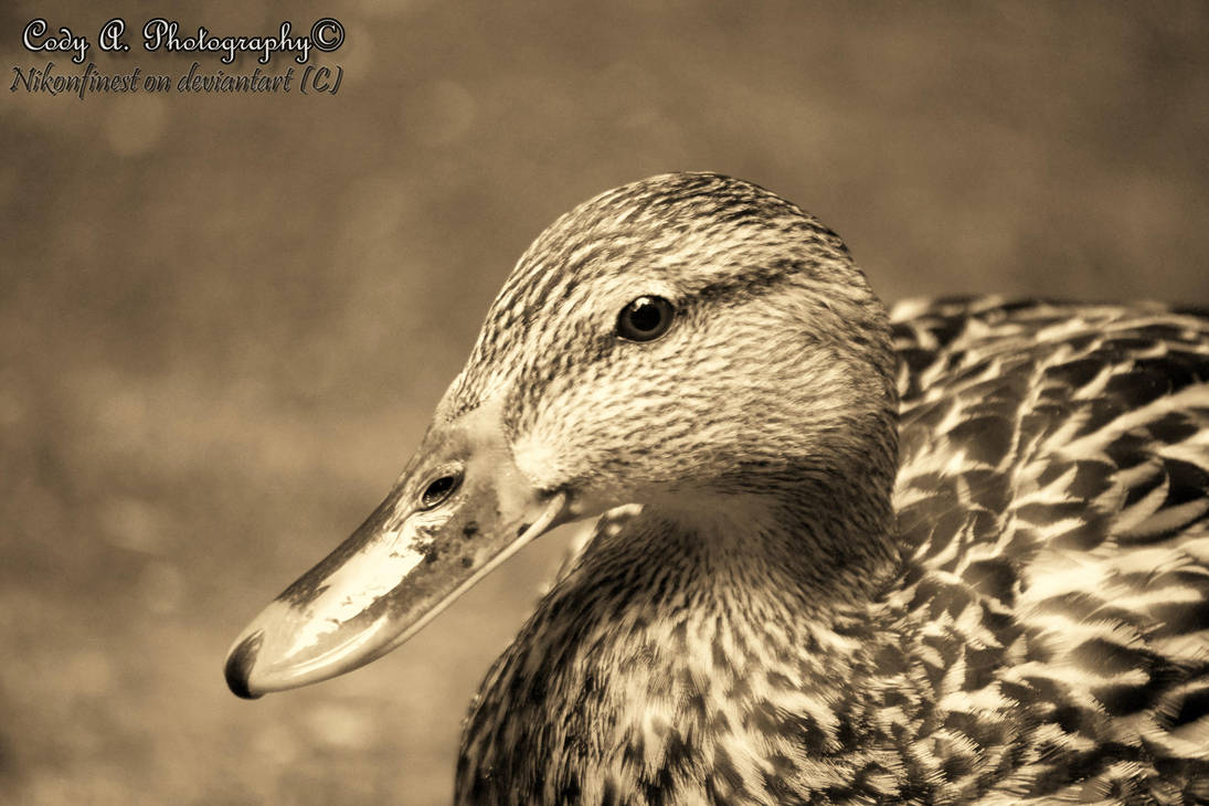 Fluff your feathers by Nikonfinest on DeviantArt