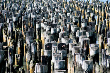 Wood Pilings in the Hudson River by Spinneyhead