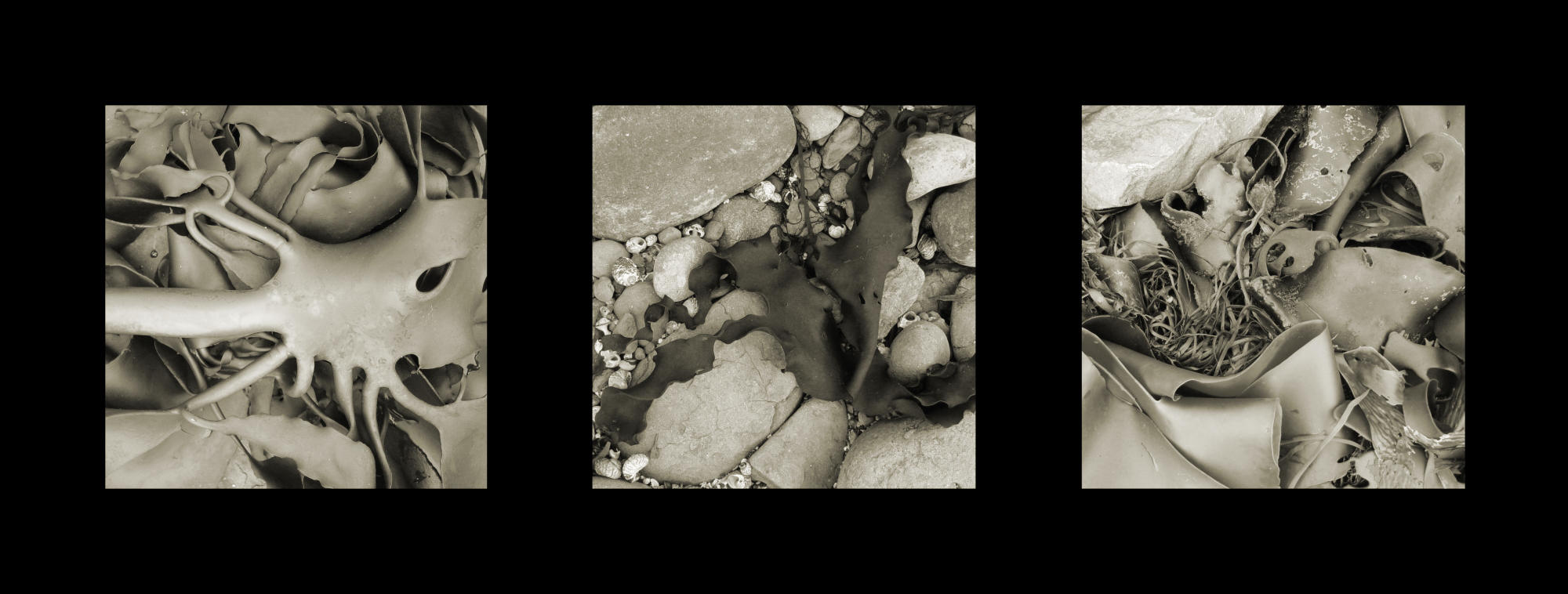 Kelp Tryptych by neubauten
