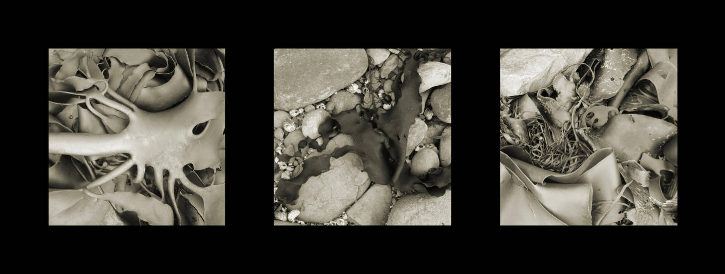 Kelp Tryptych by neubauten