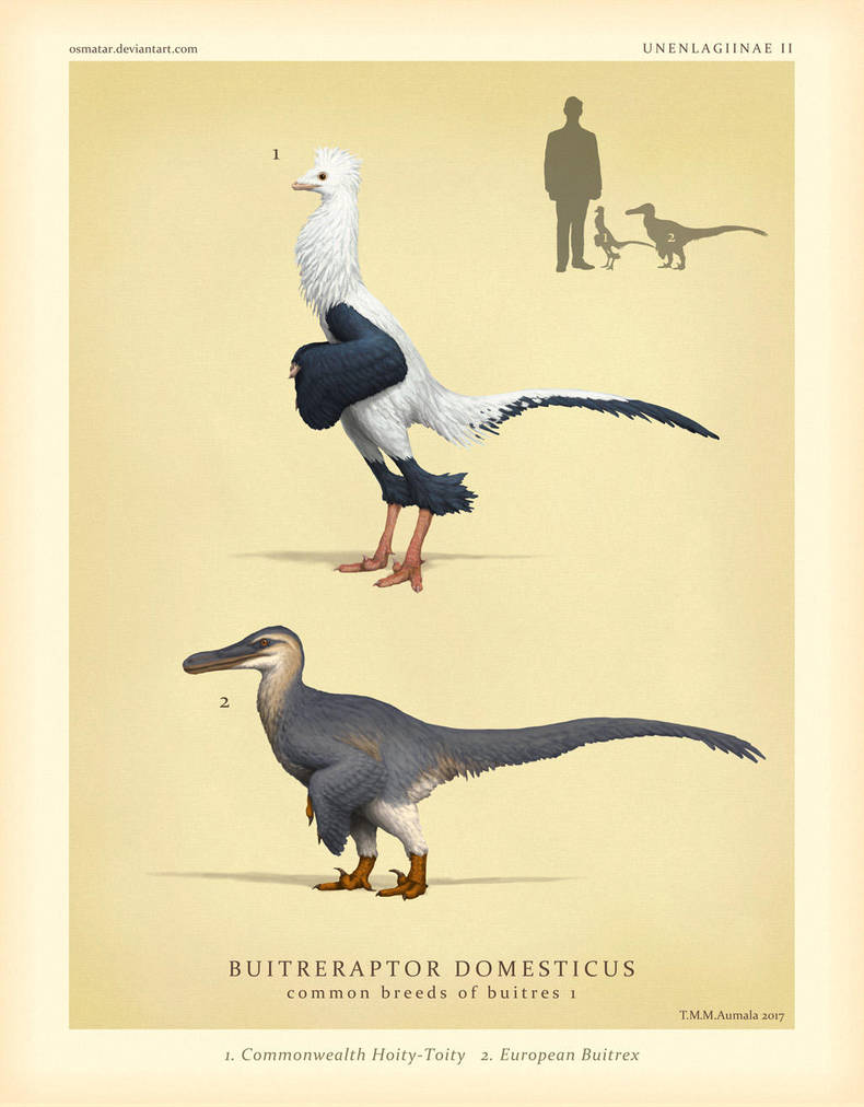 Domestic Buitre Breeds by Osmatar
