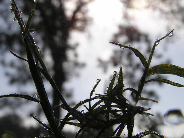 Grass Closeup 2 By Jalzate On Deviantart