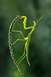 Untitled by lisans