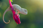Untitled by lisans