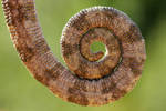 tail of a chameleon by lisans