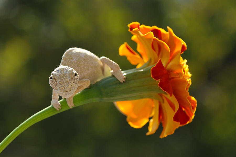 baby chameleon by lisans baby chameleon by lisans