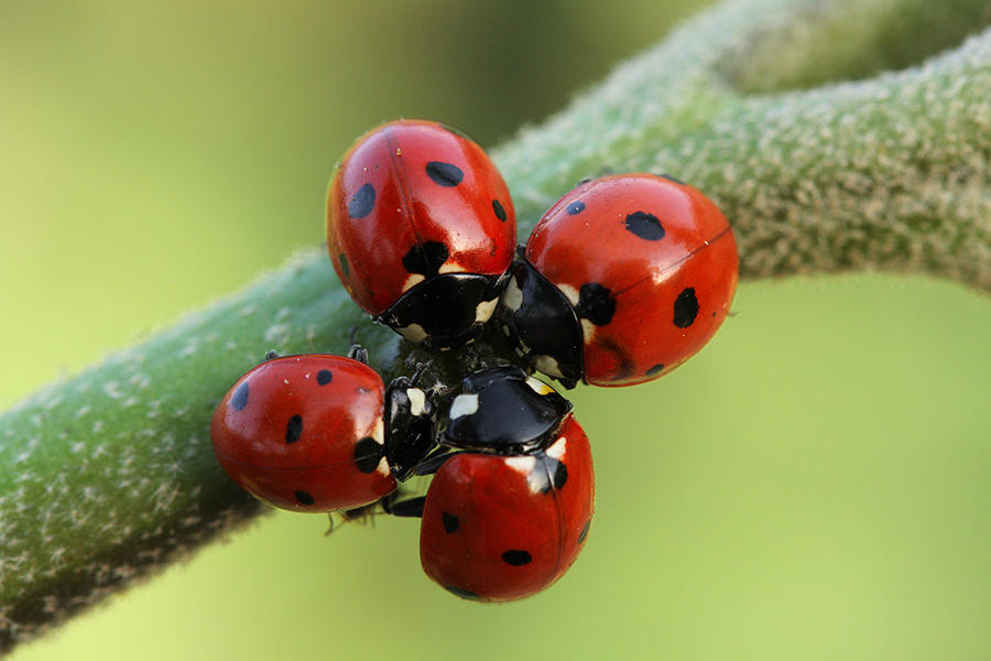 Coccinella septempunctata by lisans Coccinella septempunctata by lisans