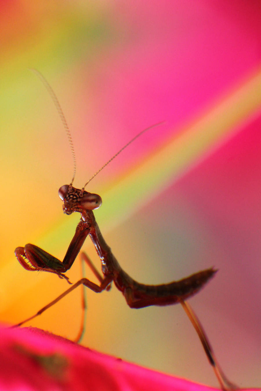 Macro-Praying Mantis4 by RichardjJones