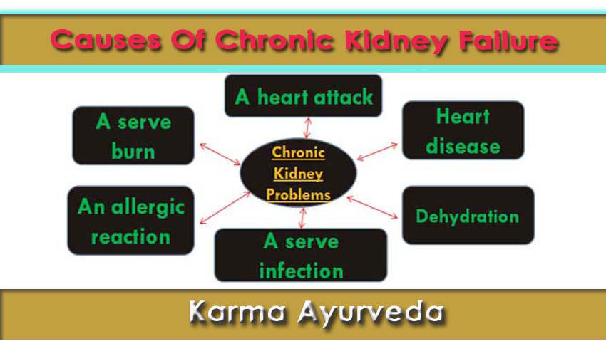 Kidney disease Treatment in Ayurvedic by karmaayurveda12