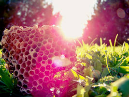 heart of honey II by mejia29