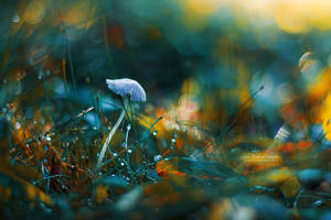 Falling to the Flames by John-Peter Falling to the Flames by John-Peter