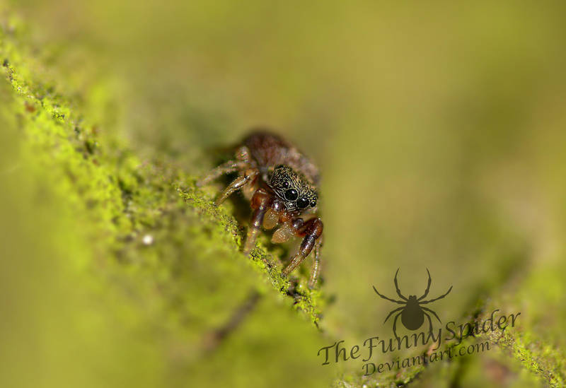 Cute Baby Jumping Spider Unknown Species By Thefunnyspider On