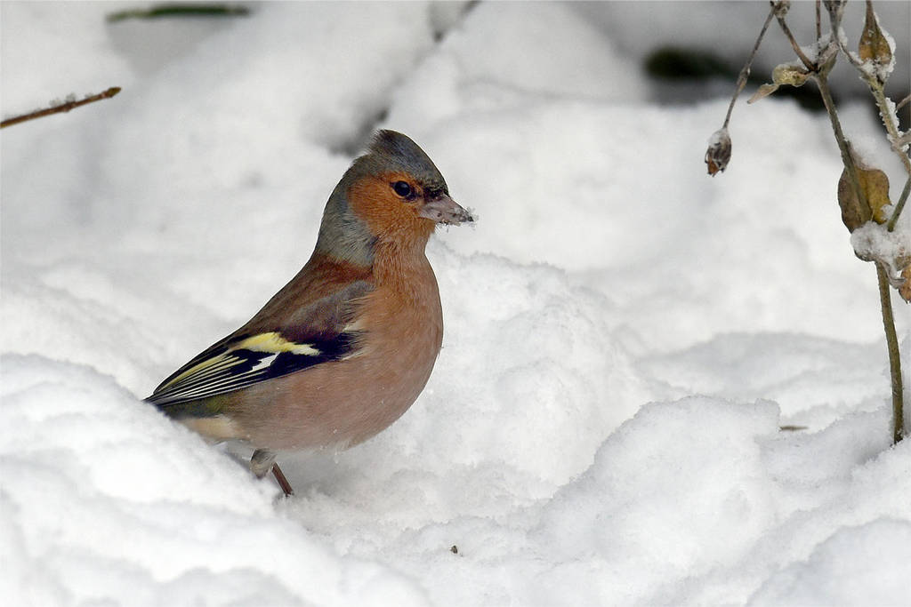 4719_chaffinch_in_the_snow_by_realmantis