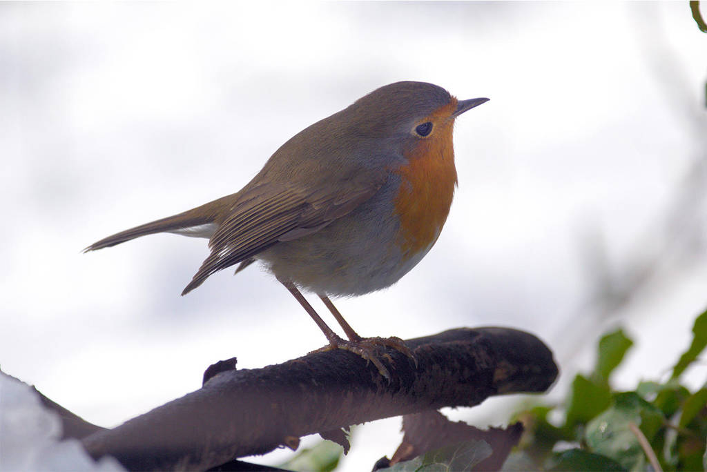 5010 Robin by RealMantis