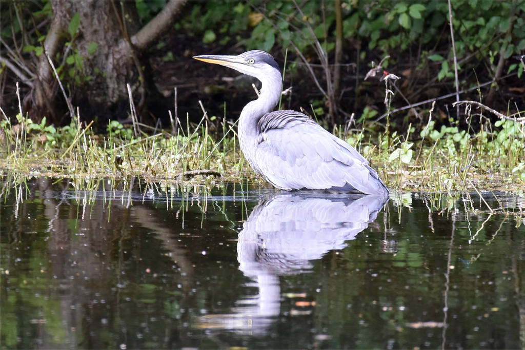 0228 Grey heron by RealMantis 0228 Grey heron by RealMantis
