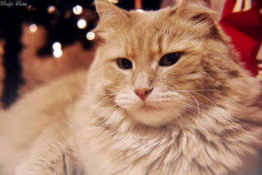 Christmas Cat by EveVictus