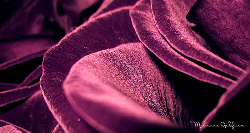 Purple Petals by Marianna9
