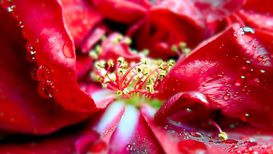 Blossom by Marianna9