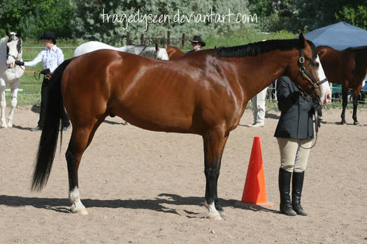 Quarter Horse Stock 45 by tragedyseen