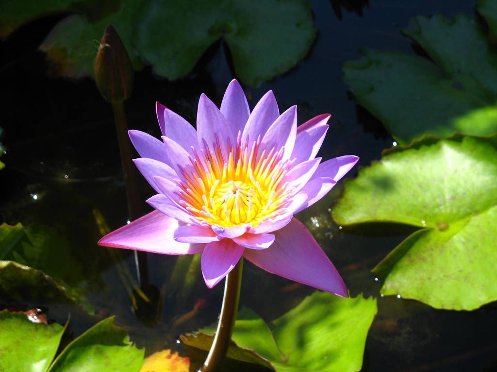 water lily bali by fa-stock