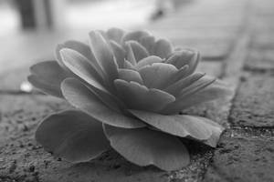 DeFlower by OrangeHeartPhoto