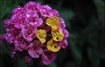 Lantana camara by AForAdultery