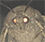 Moth Meme Brother