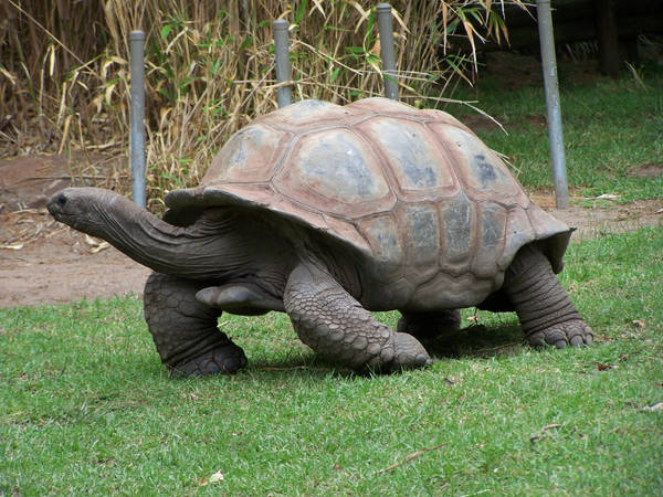 Tortoise3-Stock by SilkenWebs