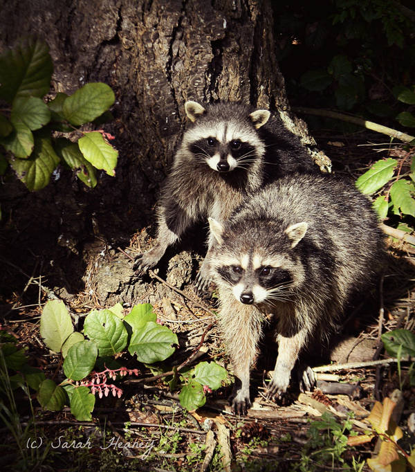 Raccoons by Lillith8810