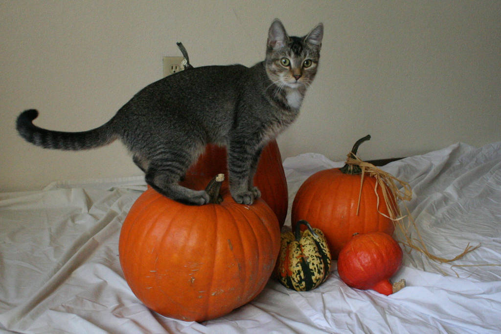 The Pumpkin Kitten 18 by MajesticStock