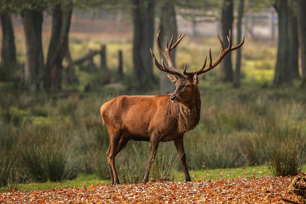 Stag by Quiet-bliss