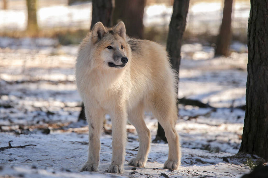 Polarwolf by Quiet-bliss