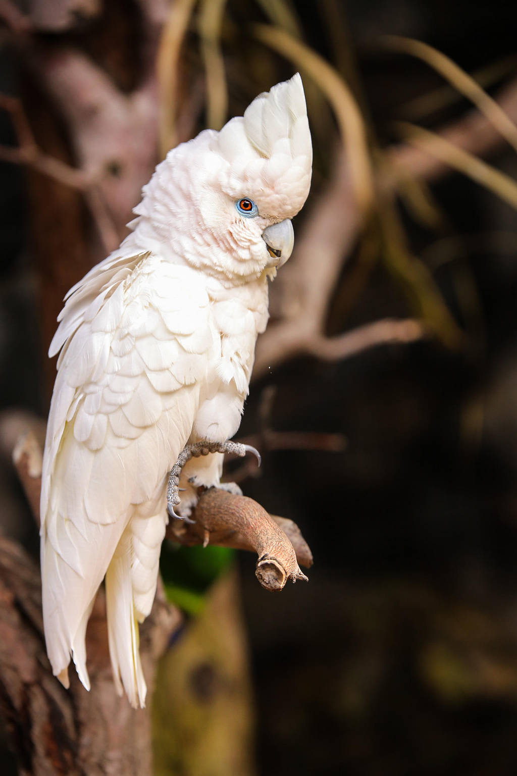 Cacatua alba by Quiet-bliss
