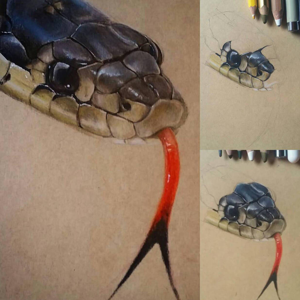 Drawing realistic snake by MonikaAlm on DeviantArt