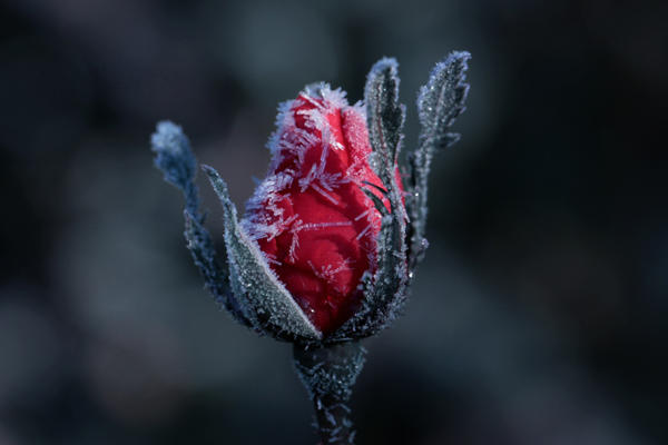 Icy Rose by PassionAndTheCamera Icy Rose by PassionAndTheCamera