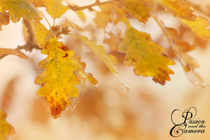 Golden November by PassionAndTheCamera Golden November by PassionAndTheCamera