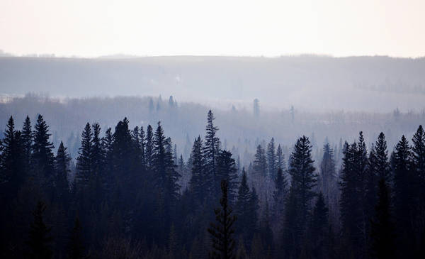 Foggy Forest by hennatea Foggy Forest by hennatea