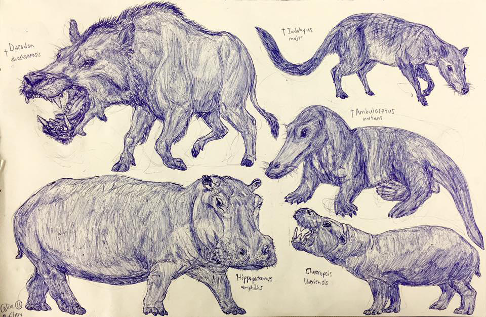 Hippos and Whale Relatives by MickeyRayRex on DeviantArt