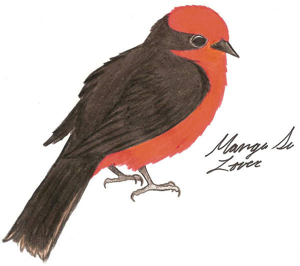 Vermilion Flycatcher by Nukeleer