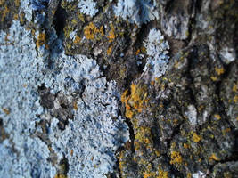 Old Tree by Laur-Kay