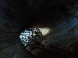 In the Tree by Laur-Kay